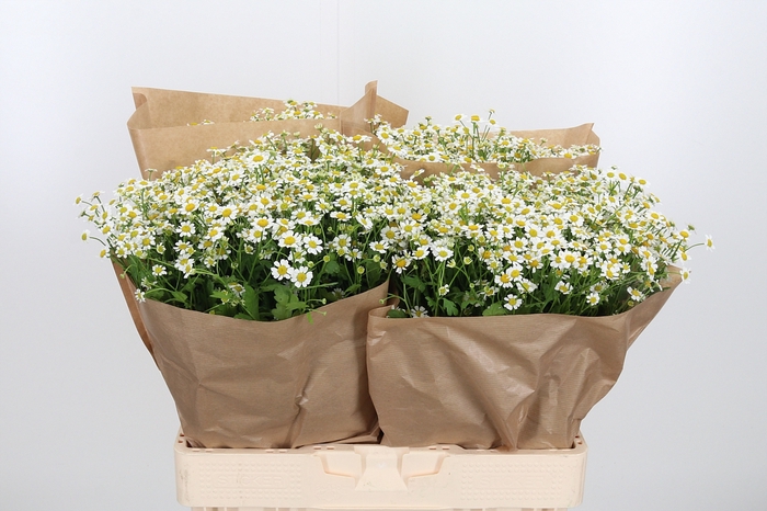 <h4>Tanacetum Pa Single Vegmo</h4>