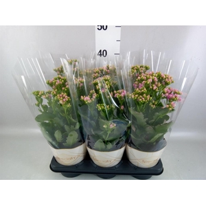 Kalanchoe  'RoseFlow Graceful Pink'