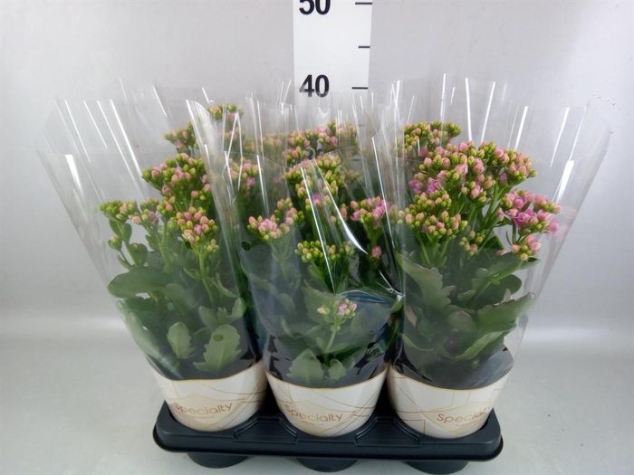 <h4>Kalanchoe  'RoseFlow Graceful Pink'</h4>