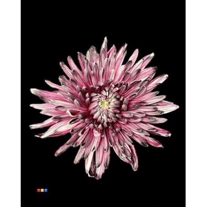 Chr G Topspin Roulette