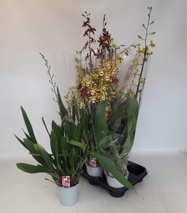 <h4>VUYLST PLUSH</h4>