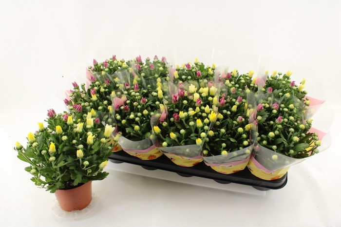 <h4>CHRYS GEM IN POT</h4>