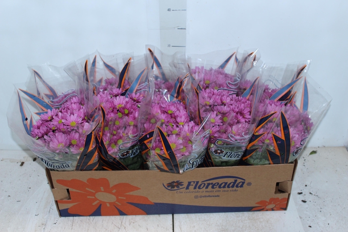 <h4>CRISANTEMO BOLA BELGA P11</h4>