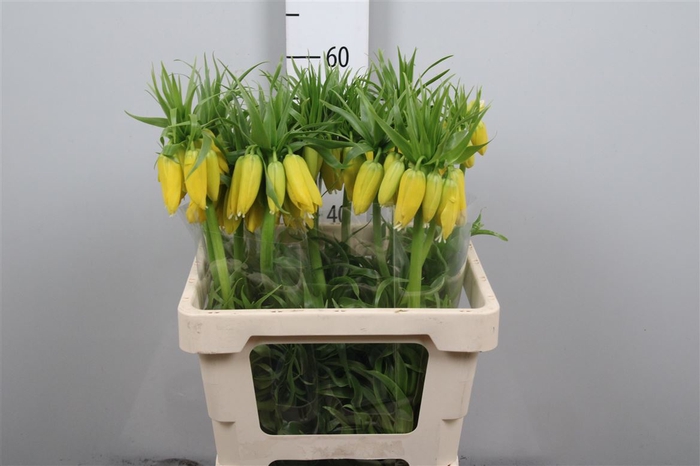 <h4>Fritillaria Lutea</h4>