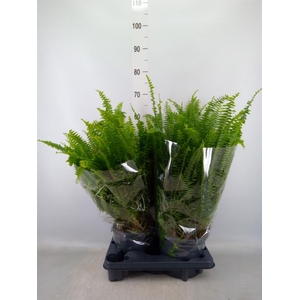 Nephrolepis exal. 'Green Lady'