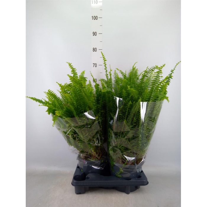 <h4>Nephrolepis exal. 'Green Lady'</h4>