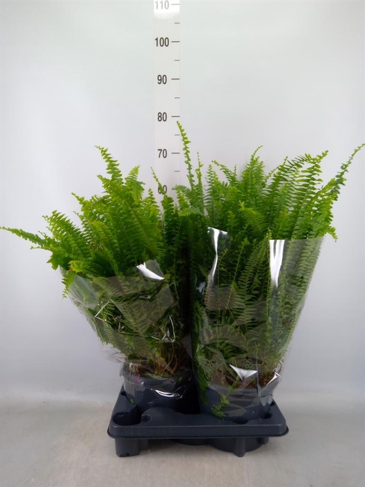 Nephrolepis exal. 'Green Lady'