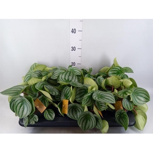 Peperomia argyreia