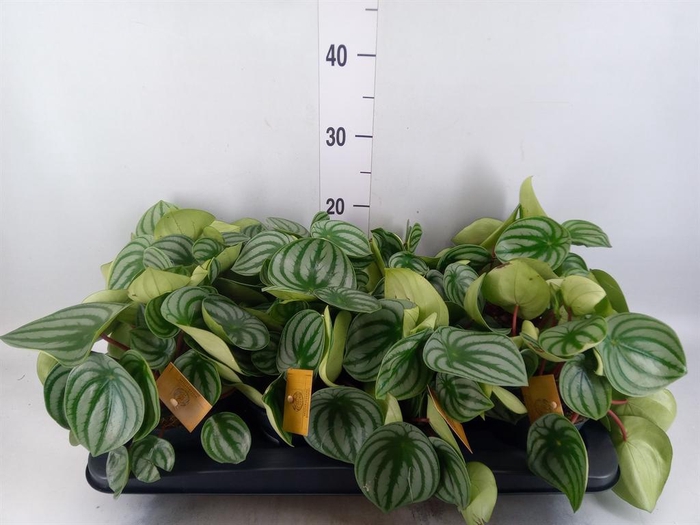 <h4>Peperomia argyreia</h4>
