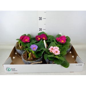 Arr.   Tuinplanten L%