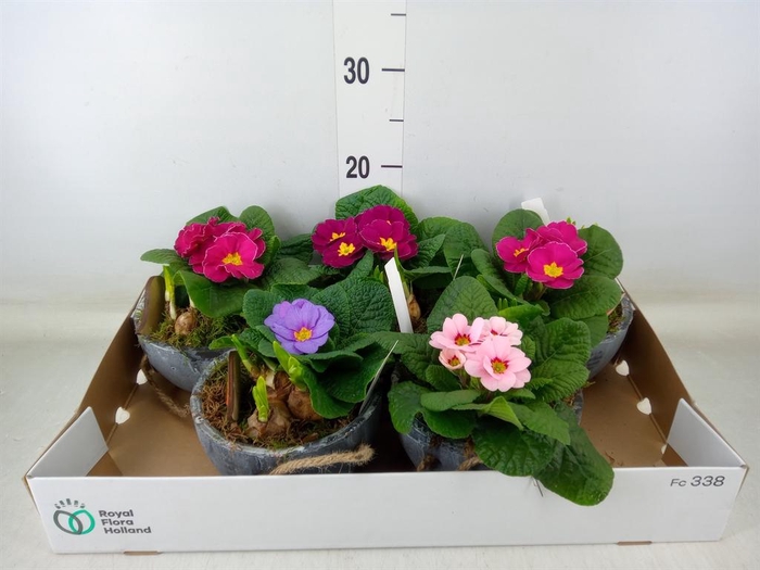 <h4>Arr. Tuinplanten L%</h4>