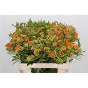 ASCL TUBEROSA