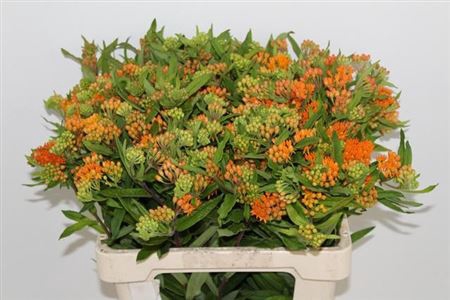 ASCL TUBEROSA