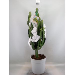 Euphorbia acrurensis