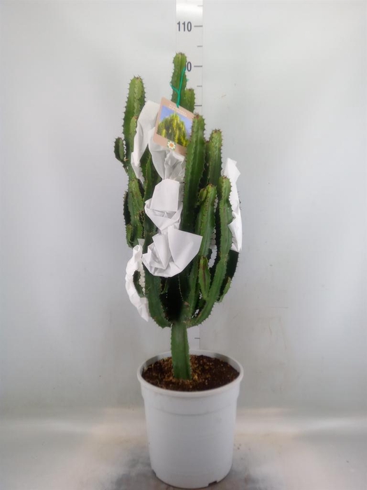 <h4>Euphorbia acrurensis</h4>