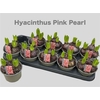 arr8 Hyacin Pink Pearl