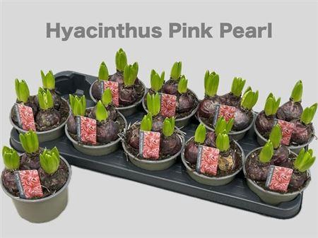 arr8 Hyacin Pink Pearl