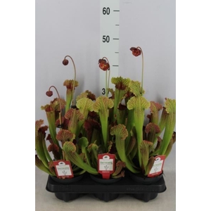 Sarracenia   ...