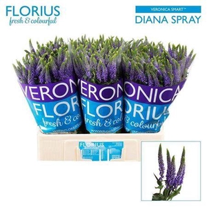 Veron Smart Diana Vertakt