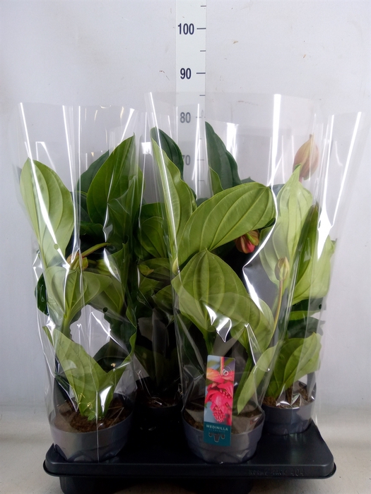 <h4>Medinilla magnifica 'Flamenco'</h4>