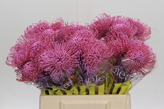 <h4>Nutans Painted Pink</h4>