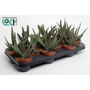 Gasteria Carinata 'Big Ben
