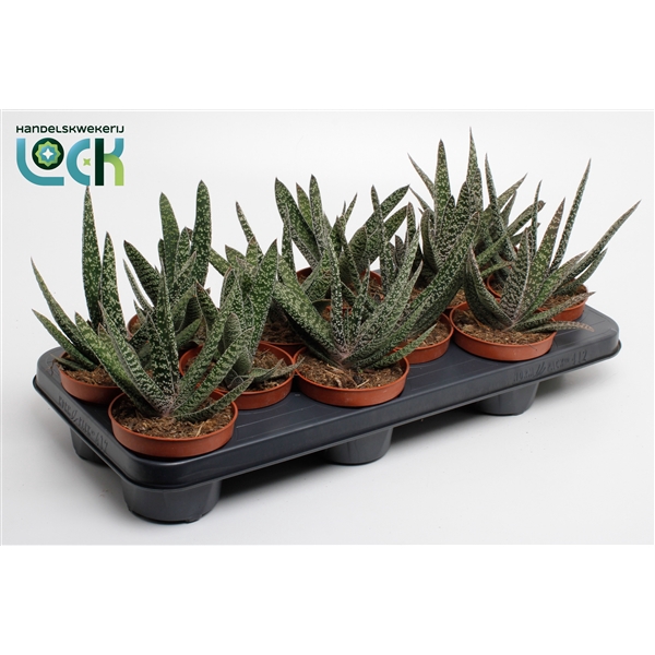 <h4>Gasteria Carinata 'Big Ben</h4>