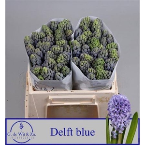 Hyac Delft Blue