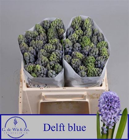 <h4>Hyac Delft Blue</h4>