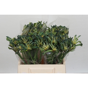 Anigozanthos Aussie Spirit