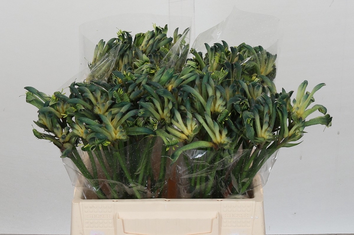 <h4>Anigozanthos Aussie Spirit</h4>