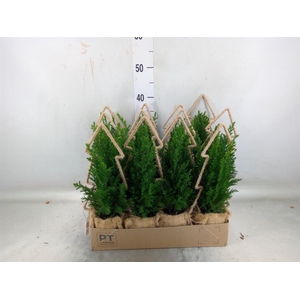 Chamaecyparis laws. 'Ellwoodii'