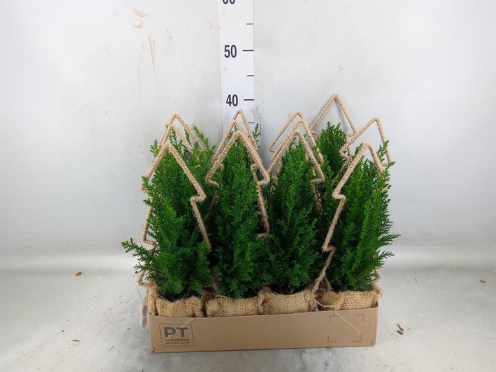 <h4>Chamaecyparis laws. 'Ellwoodii'</h4>