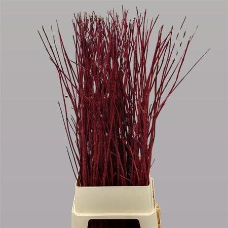 <h4>Cornus Alba Sibirica 90cm</h4>