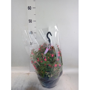 Fuchsia  'Bella Fuchsia Maria'