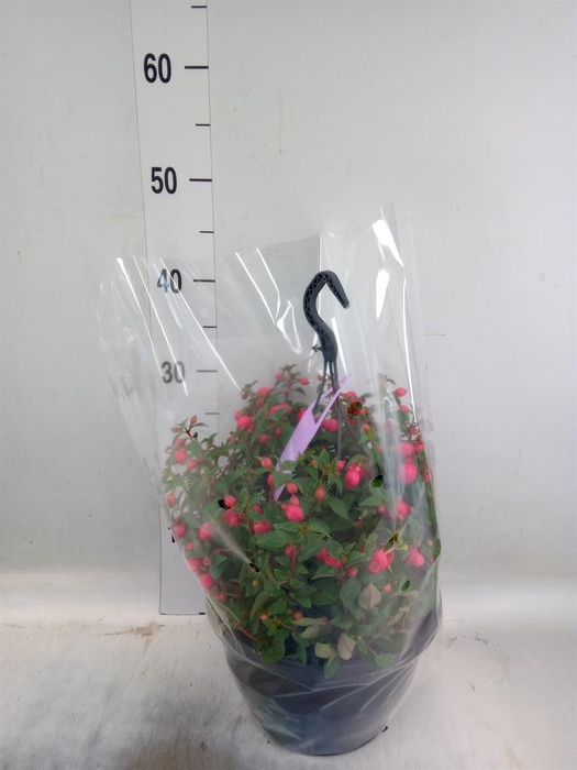 <h4>Fuchsia  'Bella Fuchsia Maria'</h4>