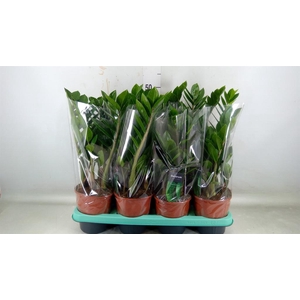 Zamioculcas zamiifolia