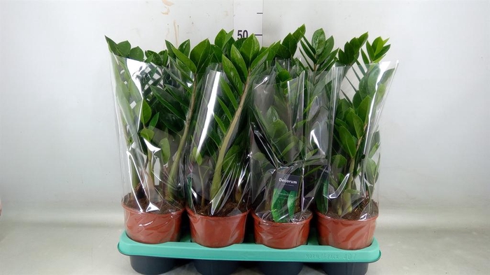 <h4>Zamioculcas zamiifolia</h4>