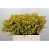 Anigozanthos Bush Down