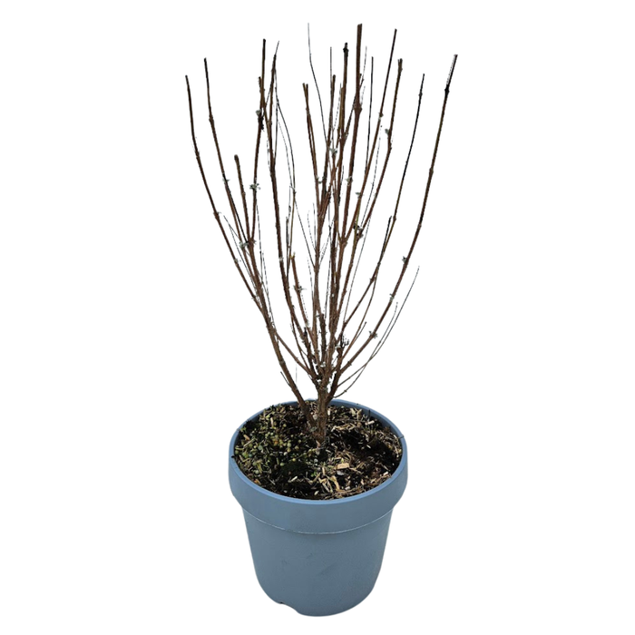 <h4>Buddleja gemengd</h4>