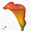 Zantedeschia callista