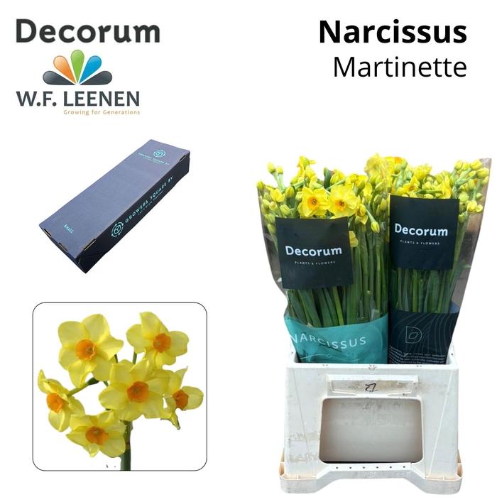 <h4>Narc Ta Martinette Small Box 100</h4>