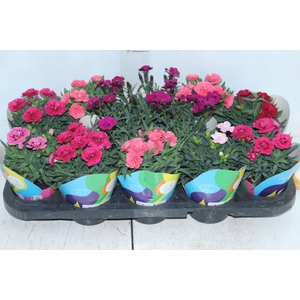 DIANTHUS DOBRADO P11