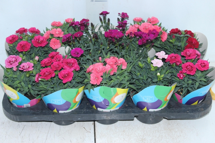DIANTHUS DOBRADO P11