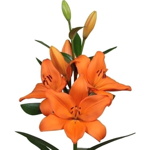 LI LA IDAHO