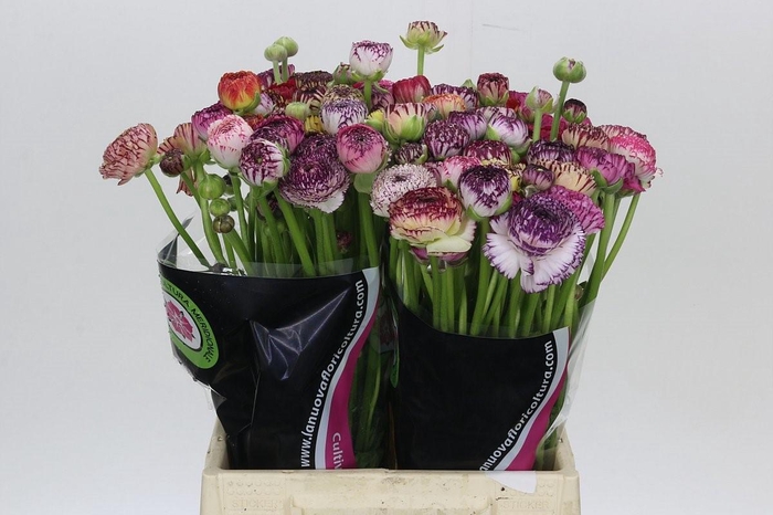 Ranunculus Elegance Cappucino Mix