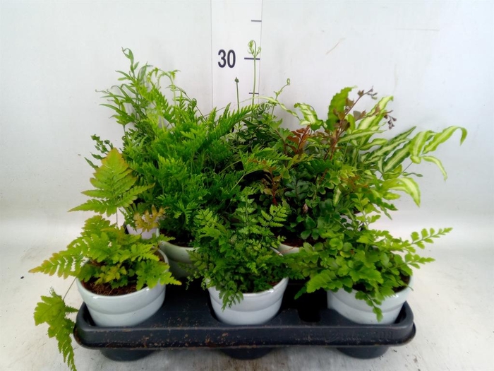 <h4>Ferns ...mix</h4>