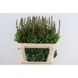 BAPTISIA AUSTRALIS BROWN 080CM