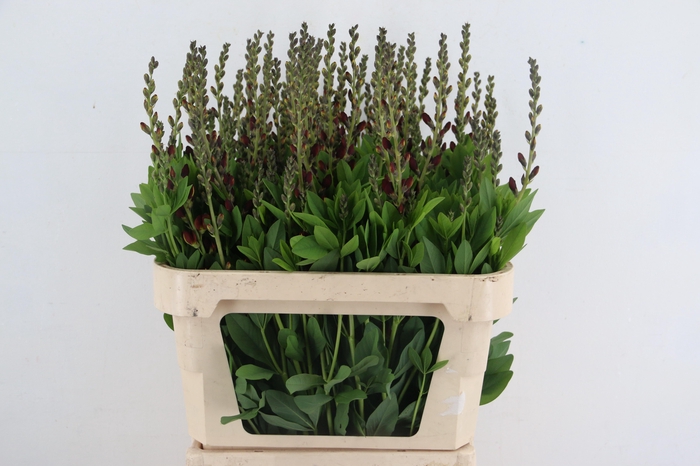 <h4>BAPTISIA AUSTRALIS BROWN 080CM</h4>