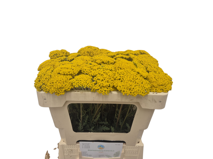 <h4>ACHIL F PARK VARIETY</h4>